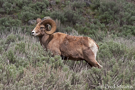 Yellowstone National Park Big Horn Ram